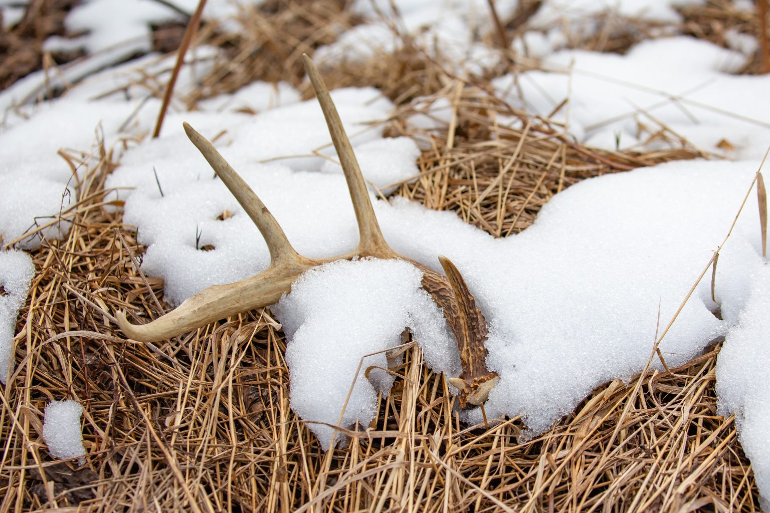 shed-hunting-101-learn-how-to-find-deer-sheds-october-mountain-products